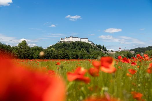 Blooming poppy seeds in front of the Festung Hohensalzburg in Salzburg, Austria
