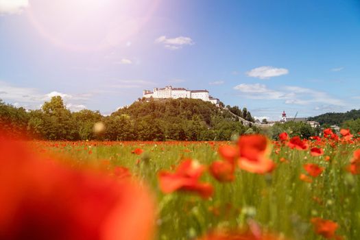 Blooming poppy seeds in front of the Festung Hohensalzburg in Salzburg, Austria