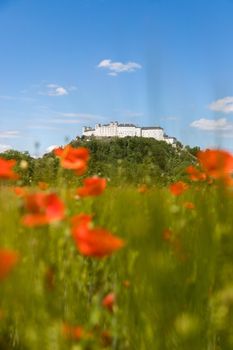 Blooming poppy seeds in front of the Festung Hohensalzburg in Salzburg, Austria
