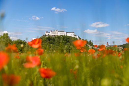 Blooming poppy seeds in front of the Festung Hohensalzburg in Salzburg, Austria