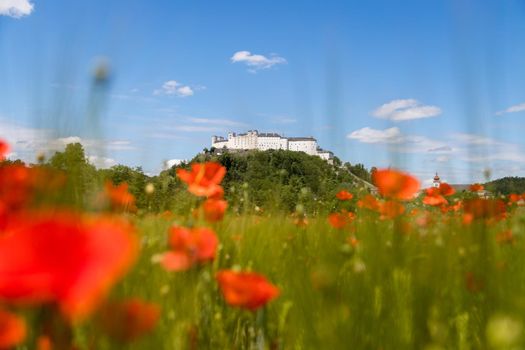 Blooming poppy seeds in front of the Festung Hohensalzburg in Salzburg, Austria