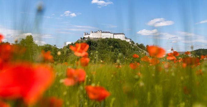 Blooming poppy seeds in front of the Festung Hohensalzburg in Salzburg, Austria