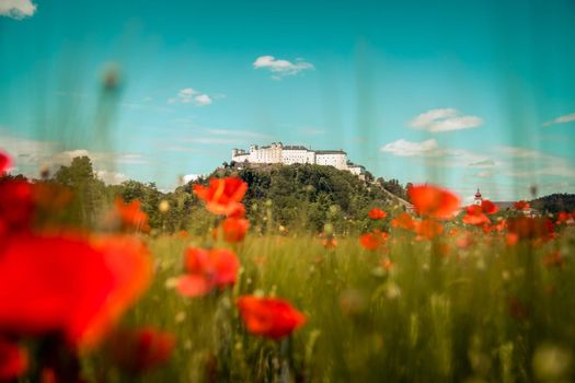 Blooming poppy seeds in front of the Festung Hohensalzburg in Salzburg, Austria