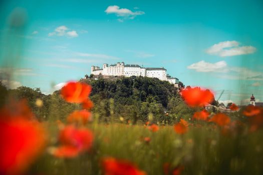 Blooming poppy seeds in front of the Festung Hohensalzburg in Salzburg, Austria