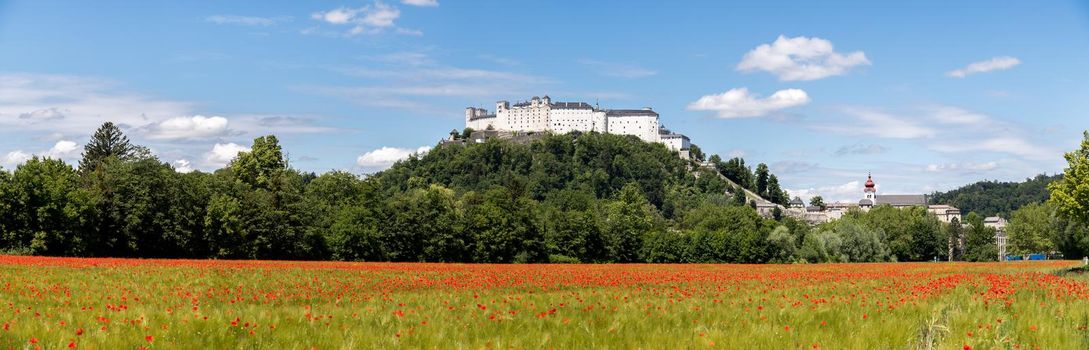 Blooming poppy seeds in front of the Festung Hohensalzburg in Salzburg, Austria