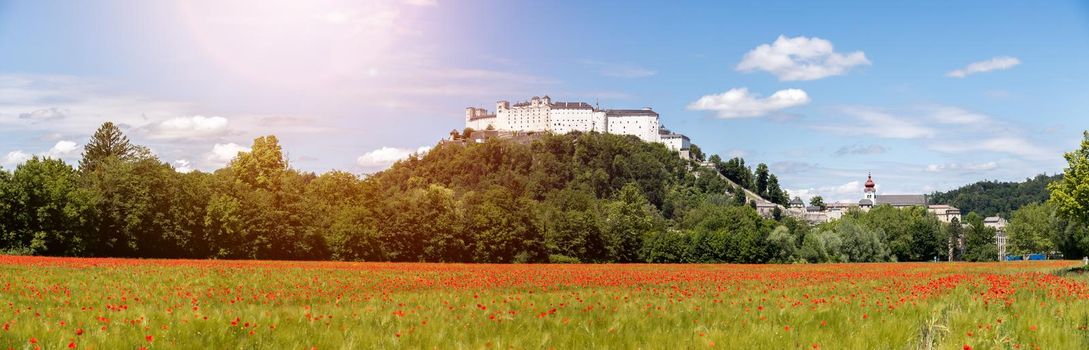 Blooming poppy seeds in front of the Festung Hohensalzburg in Salzburg, Austria