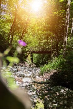 Small mountain river in the forest