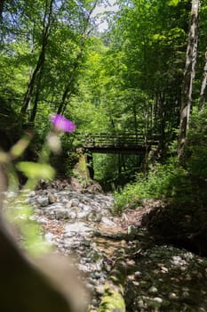 Small mountain river in the forest