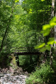 Small mountain river in the forest