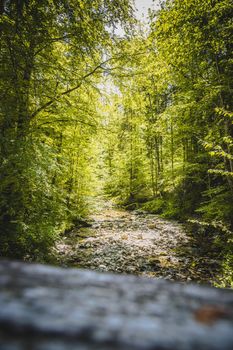 Beautiful idyllic river and forest landscape in the Alps, Austria, Glasenbach