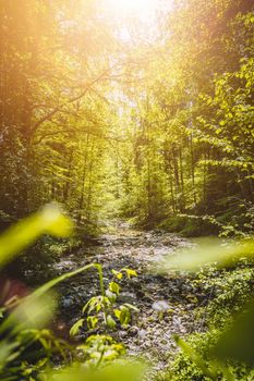 Beautiful idyllic river and forest landscape in the Alps, Austria, Glasenbach