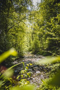 Beautiful idyllic river and forest landscape in the Alps, Austria, Glasenbach