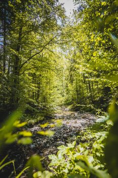 Beautiful idyllic river and forest landscape in the Alps, Austria, Glasenbach