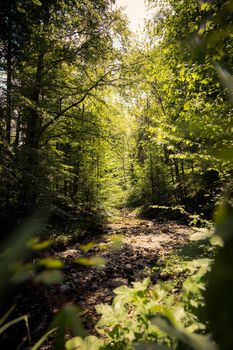 Beautiful idyllic river and forest landscape in the Alps, Austria, Glasenbach