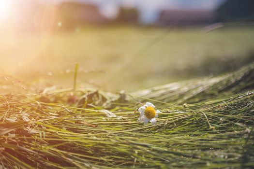 Fresh mowed hay on a meadow, countryside
