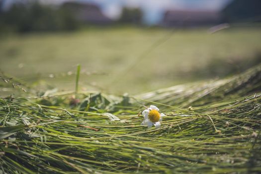 Fresh mowed hay on a meadow, countryside