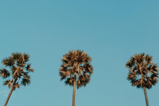 Tropical palm coconut trees on sunset sky flare and bokeh nature background.