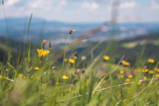 Colorful alpine flowers in spring, close up picture