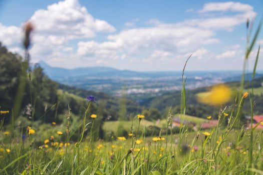 Colorful alpine flowers in spring, close up picture