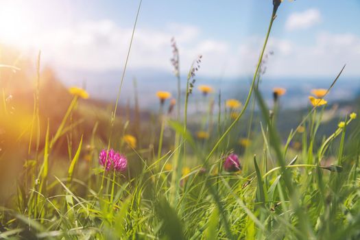 Colorful alpine flowers in spring, close up picture