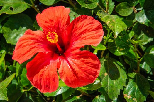 Closeup of beautiful red hibiscus flower