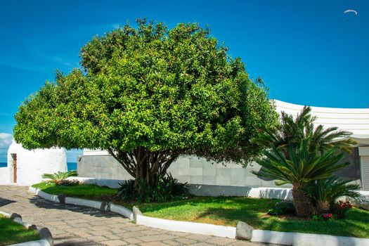 Beautiful shot of a Waxleaf Ligustrum tree near a path, Puerto de la Cruz, Tenerife, Spain