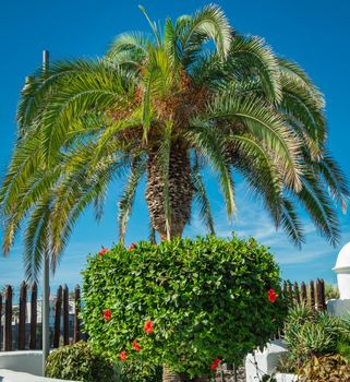 Low angle shot of a beautiful palm tree at Tenerife, Puerto de la Cruz, Spain