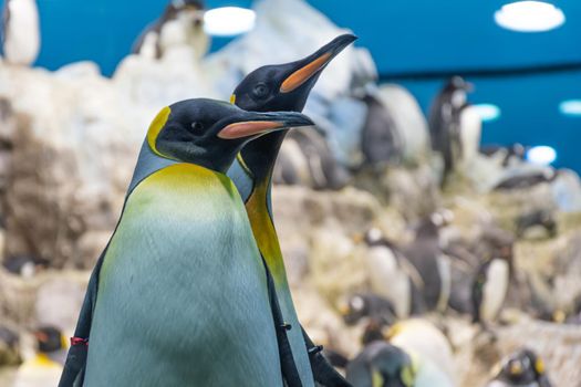 Penguins in Loro Parque in Puero de la Cruz on Tenerife, Canary Islands, Spain . Famous Penguinarium.