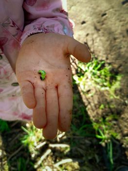 Selective focus shot of a caterpillar on a child's hand