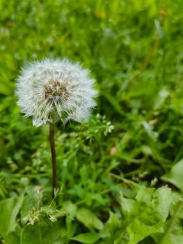 Vertical selective focus shot of a dandelion growing in the greenery

