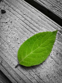 Top view of a green leaf on a gray background - loneliness concept