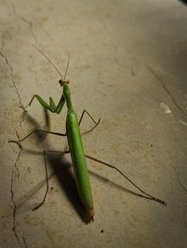 Closeup shot of a green mantis on a blurred background