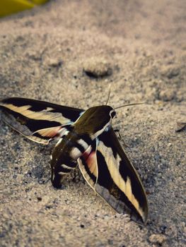Vertical shot of a Bedstraw hawk-moth on the sand under the sunlight with a blurry background