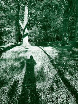 Vertical shot of the photographer's shadow in the park.