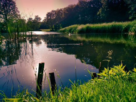 Beautiful shot of the ducks swimming on the river during the sunrise