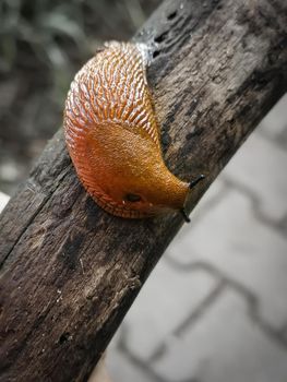 Vertical shot of a snail without a shell crawling on a wooden branch in a field