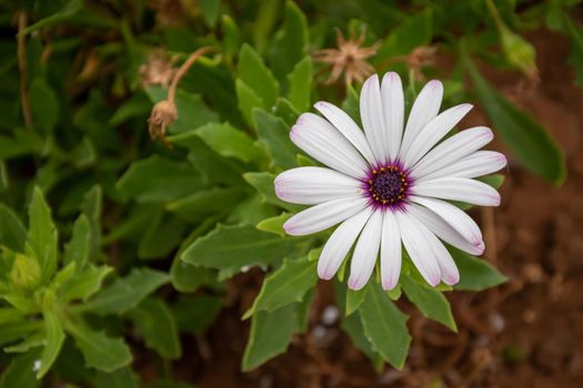 High angle shot of a daisy blooming in the greene