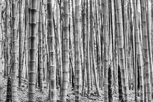 Background with foliage pattern of bamboo trees in a grove or forest