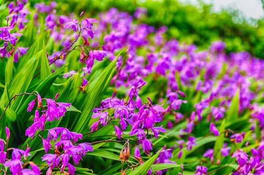 Purple flowers closeup on green garden background on a sunny day with a beautiful selective focus and bokeh effect