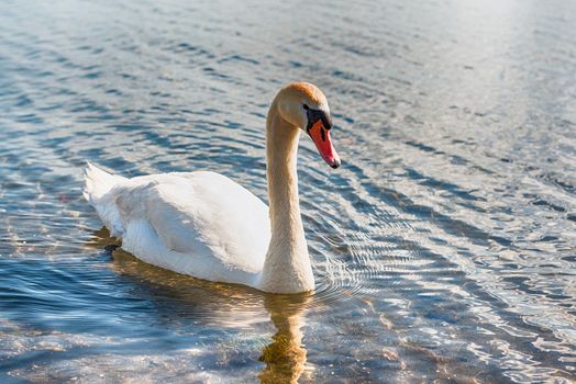 Beautiful white swan with a scenic afternoon golden light on the lake Bracciano, near Rome, Italy