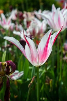 Beautiful colorful tulips flower in spring time garden