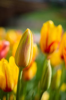 Beautiful colorful tulips flower in spring time garden