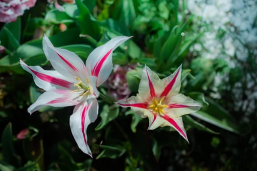 Beautiful colorful tulips flower in spring time garden