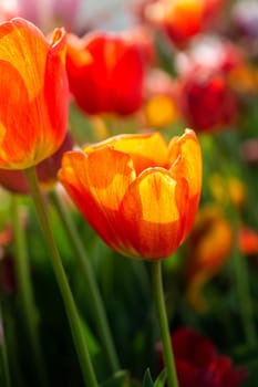 Beautiful colorful tulips flower in spring time garden