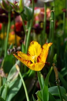 Beautiful colorful tulips flower in spring time garden