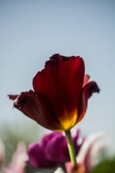 Beautiful colorful tulips flower in spring time garden