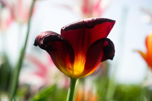 Beautiful colorful tulips flower in spring time garden