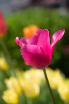 Beautiful colorful tulips flower in spring time garden