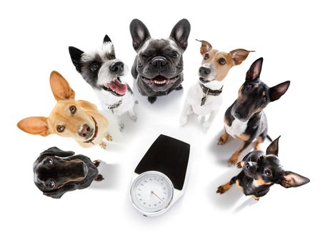 couple of dogs with guilty conscience  for overweight, and to loose weight , standing or sitting beside a personal scale, isolated on white background