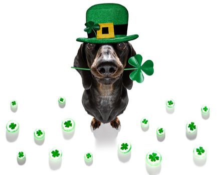 st patricks  day dachshund sausage  dog with lucky clover isolated on black dark dramtic  background